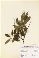 藏品(臺灣紅豆樹)的圖片